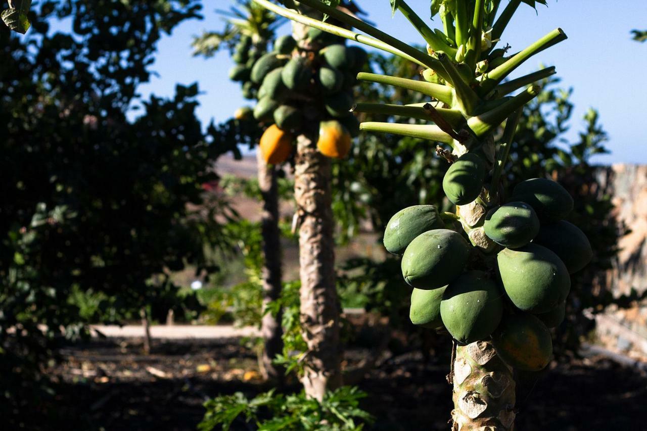 Finca Arbequina Pájara Екстериор снимка