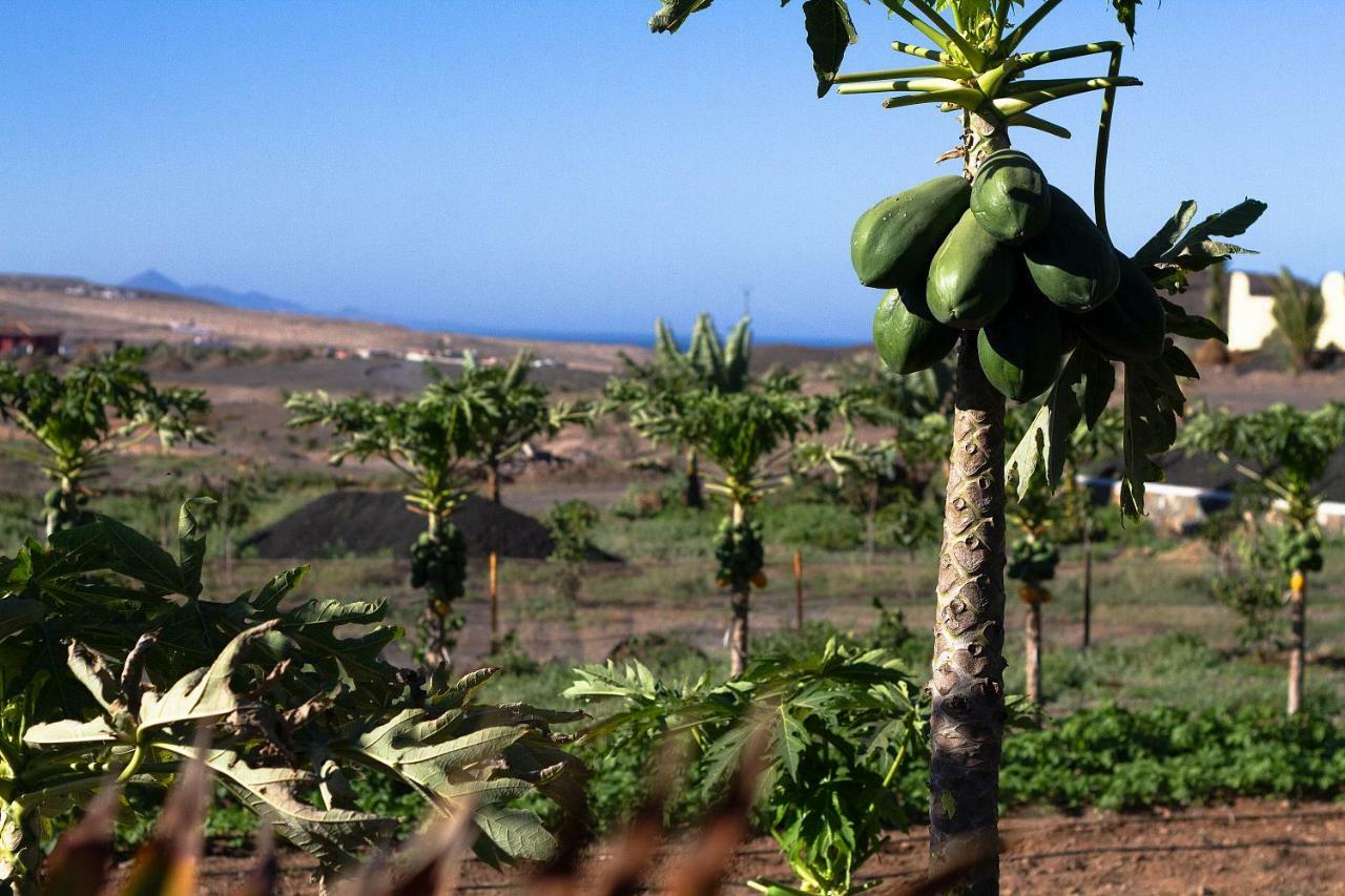 Finca Arbequina Pájara Екстериор снимка