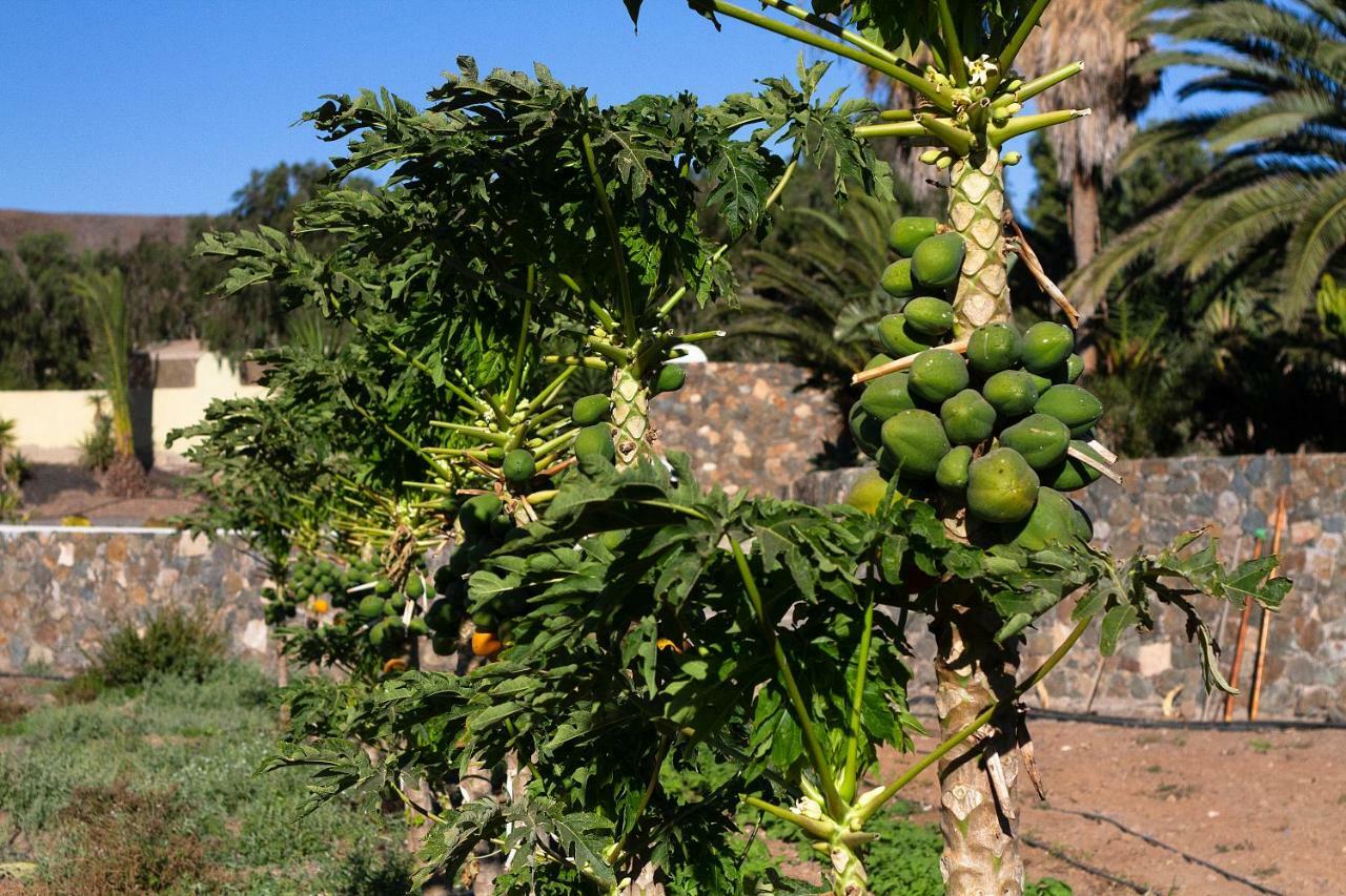 Finca Arbequina Pájara Екстериор снимка