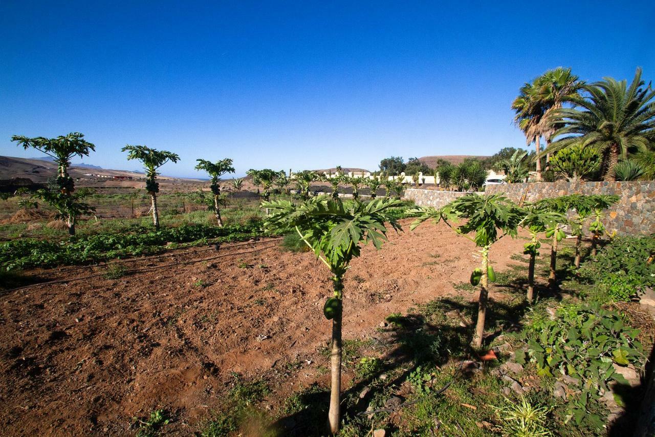 Finca Arbequina Pájara Екстериор снимка